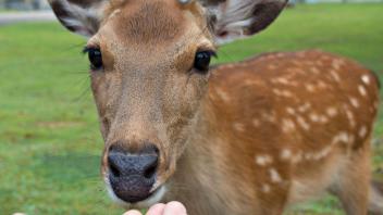 UC Davis Study Abroad, Summer Abroad Japan_Life Program, Photo Album, Image 8