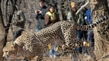 UC Davis Study Abroad, Summer Abroad South Africa Program, Photo Album, Image 6