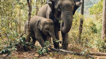 UC Davis Study Abroad, Summer Internship Abroad Thailand Education Program, Photo Album, Image 10