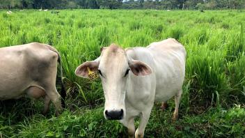 UC Davis Study Abroad, Summer Internship Costa Rica Program, Photo Album, Image 2