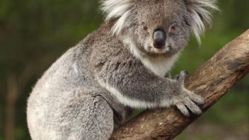 UC Davis Study Abroad, Summer Internship Australia Program, Photo Album, Image 4