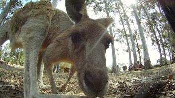 UC Davis Study Abroad, Summer Internship Australia Program, Photo Album, Image 10