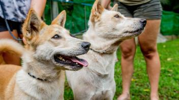 UC Davis Study Abroad, Internship Abroad Thailand Veterinary Medicine Program, Photo Album, Image 5