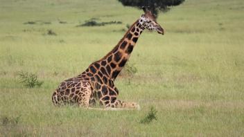 photo of a giraffe sitting down in a field of grass
