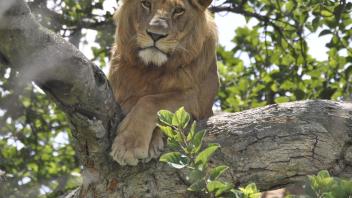image of a lion sitting in a tree