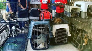 students standing behind multiple crates of dogs