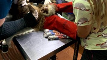 photo of vet students operating on an animal