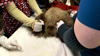 photo of vet students operating on an animal