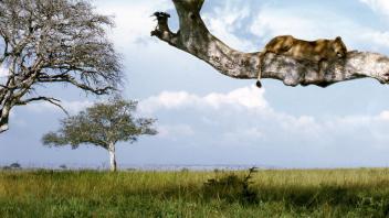image of a lion sitting in a tree