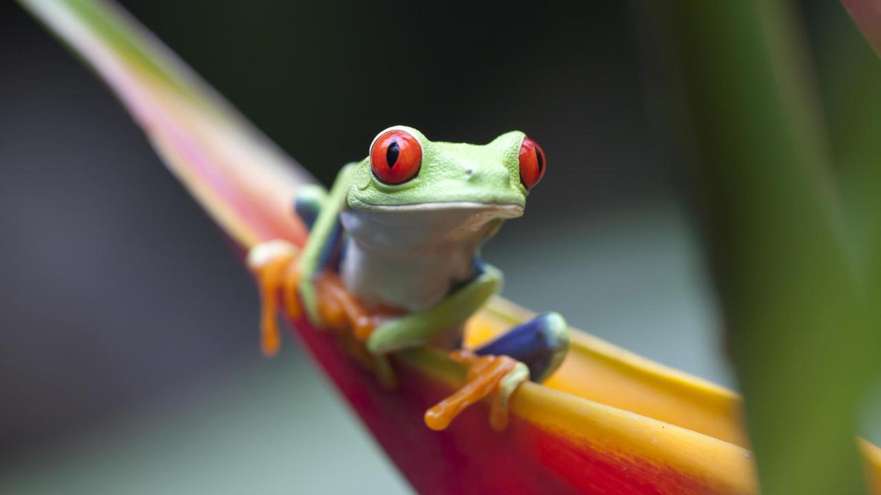 UC Davis Summer Internship Costa Rica, Photo Album, Header