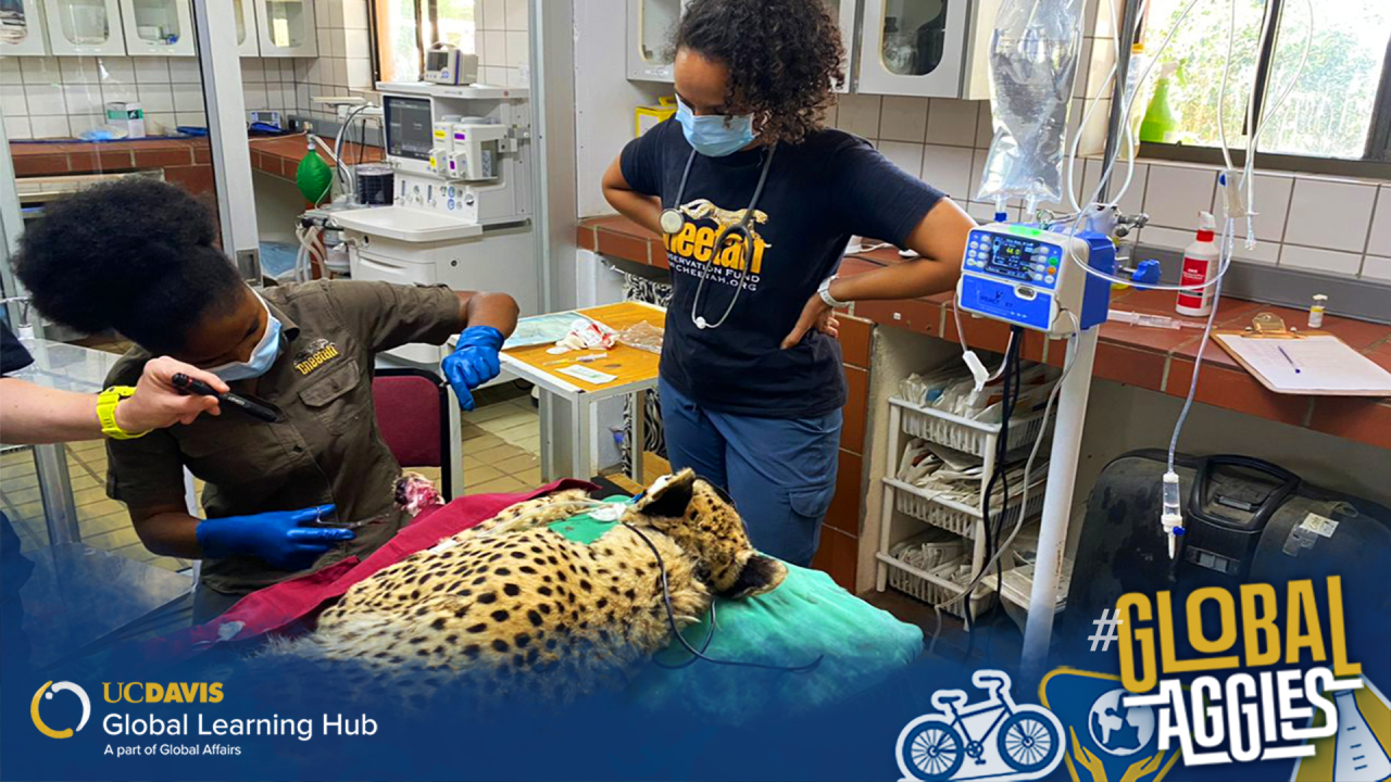 Student watches over a doctor working on an anesthetized cheetah. 