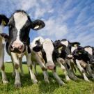 Study Abroad in Animal Science, Header Image