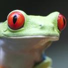 UC Davis Study Abroad, Summer Internship Abroad Costa Rica, Ag Science & Sustainability Program, Header Image, Courses Page