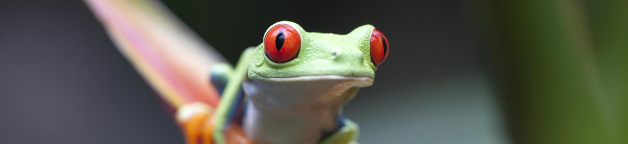 UC Davis Study Abroad, Summer Internship Abroad Costa Rica, Ag Science & Sustainability Program, Header Image, Courses Page