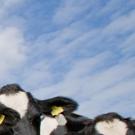 photos of cows staring straight into the camera
