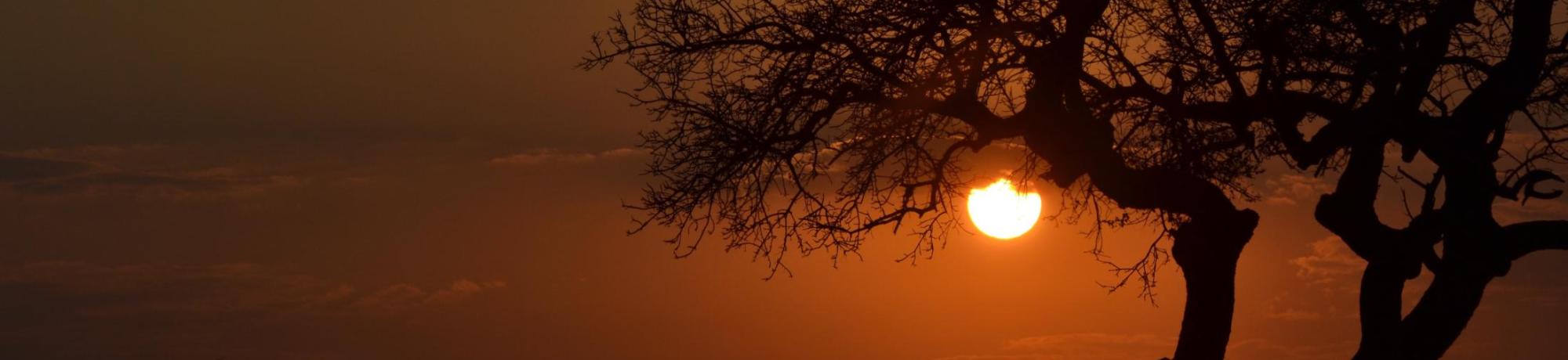 Silhouette of a tree against a glowing sunset sky with warm orange hues.